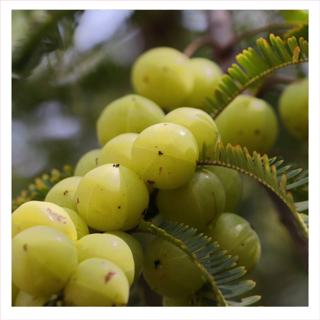 Amla Seed Oil