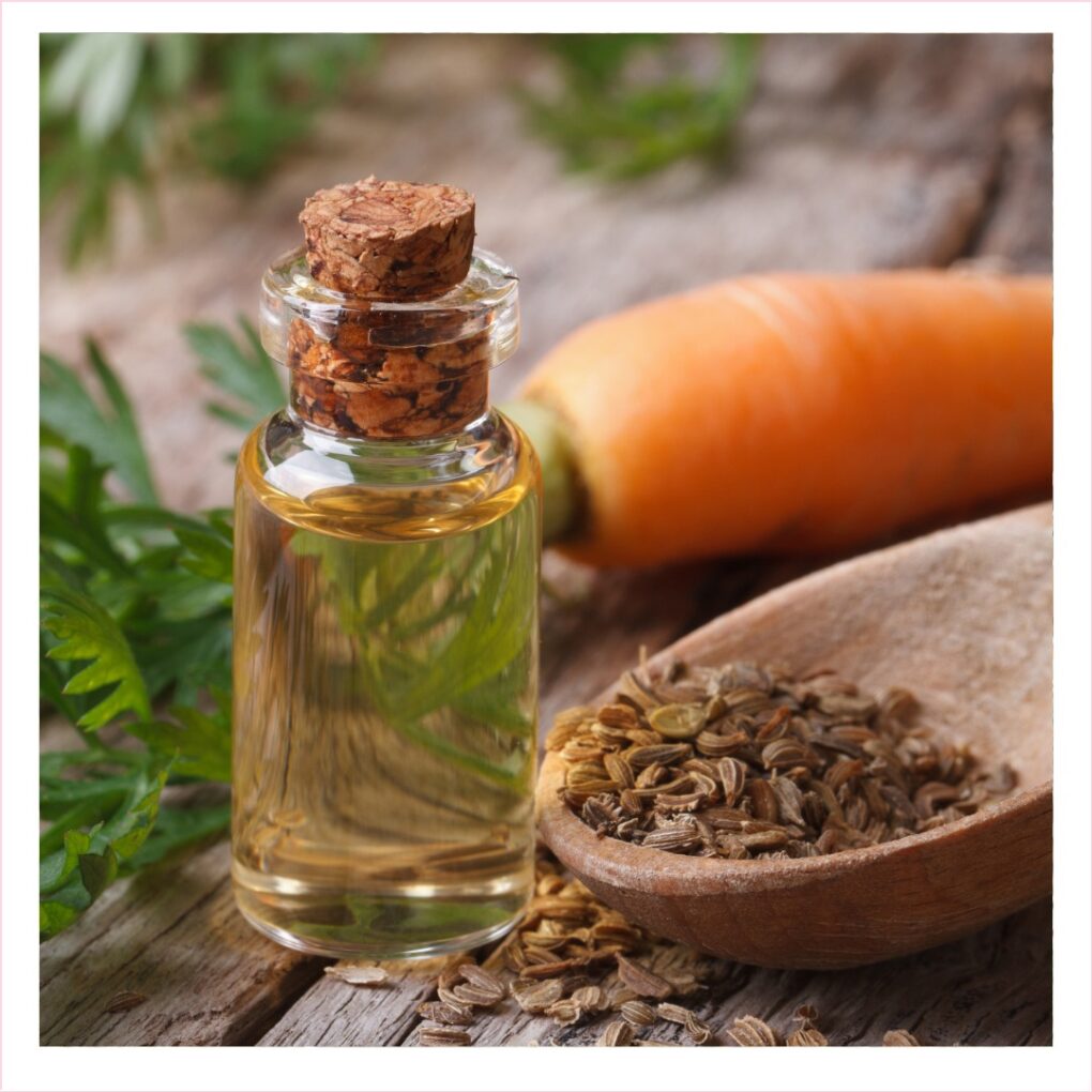 Carrot Seed Oil