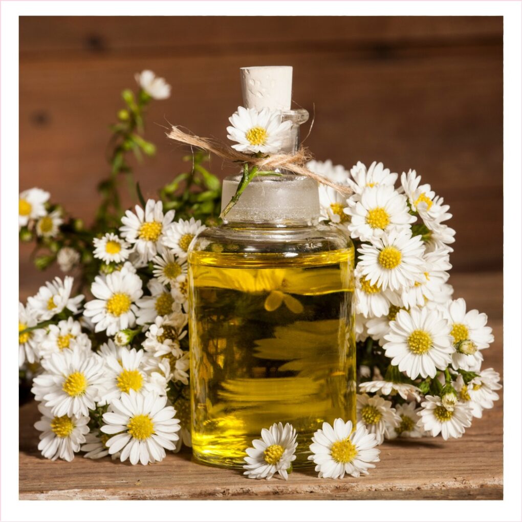 Chamomile Oil