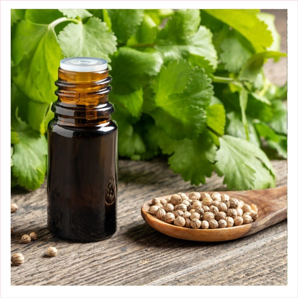 Coriander Oil