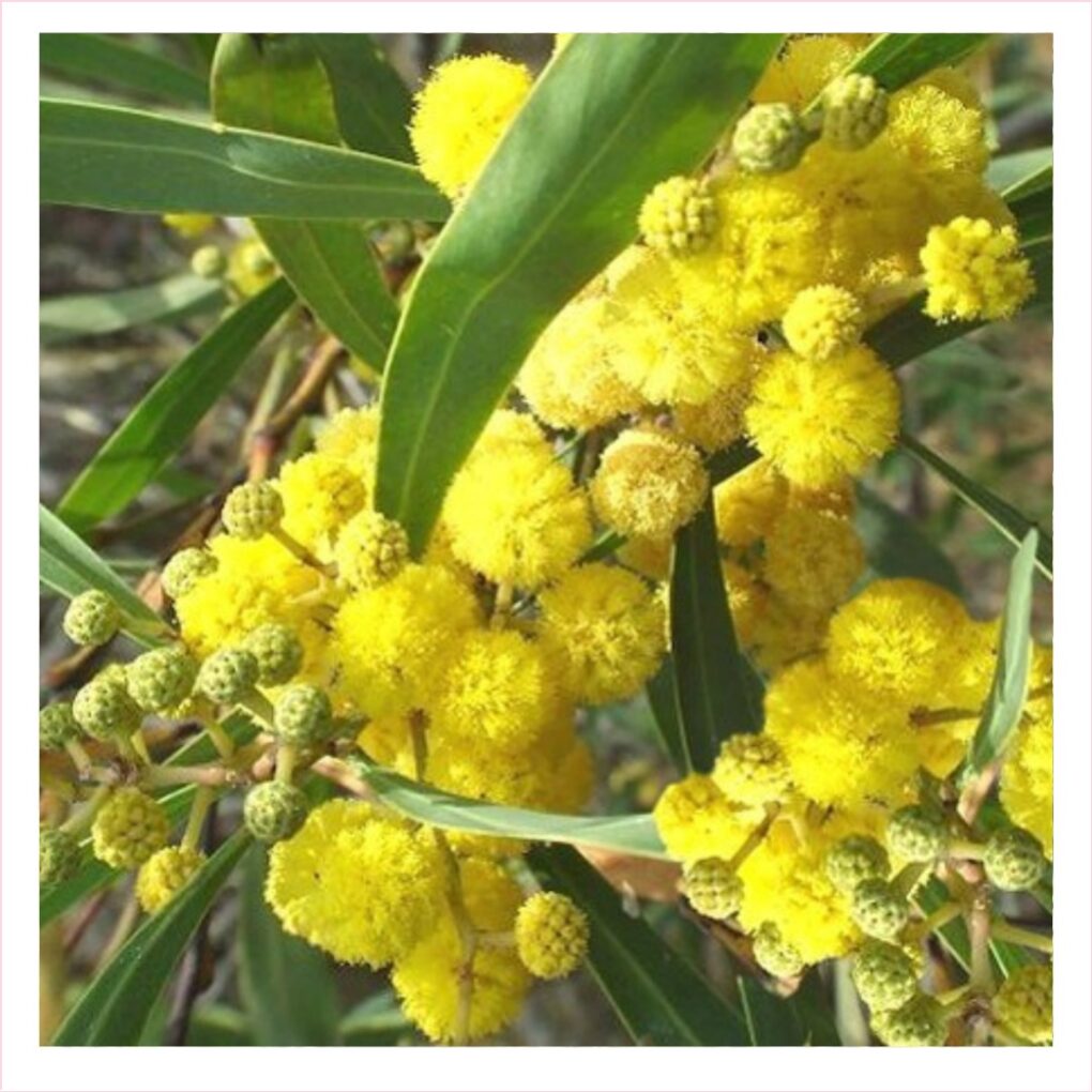 Mimosa Seed Oil