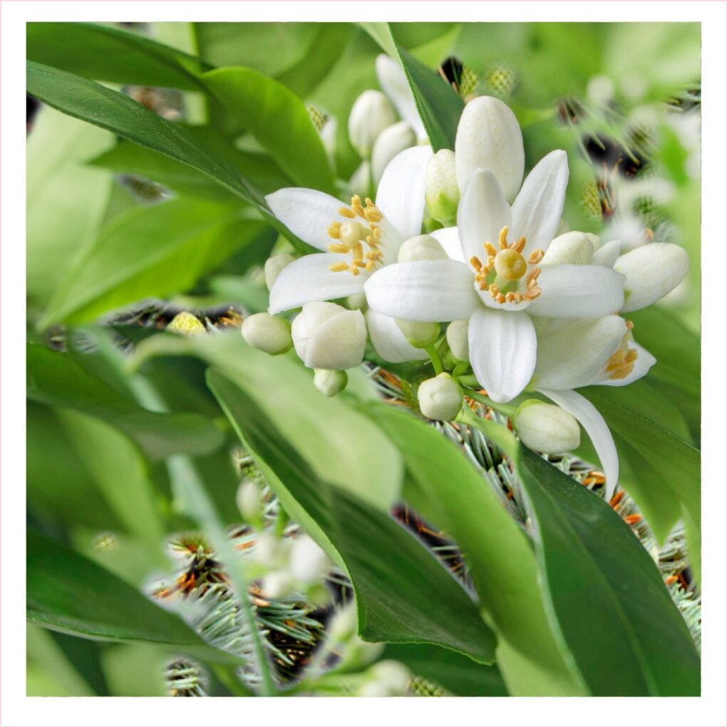 Neroli Oil