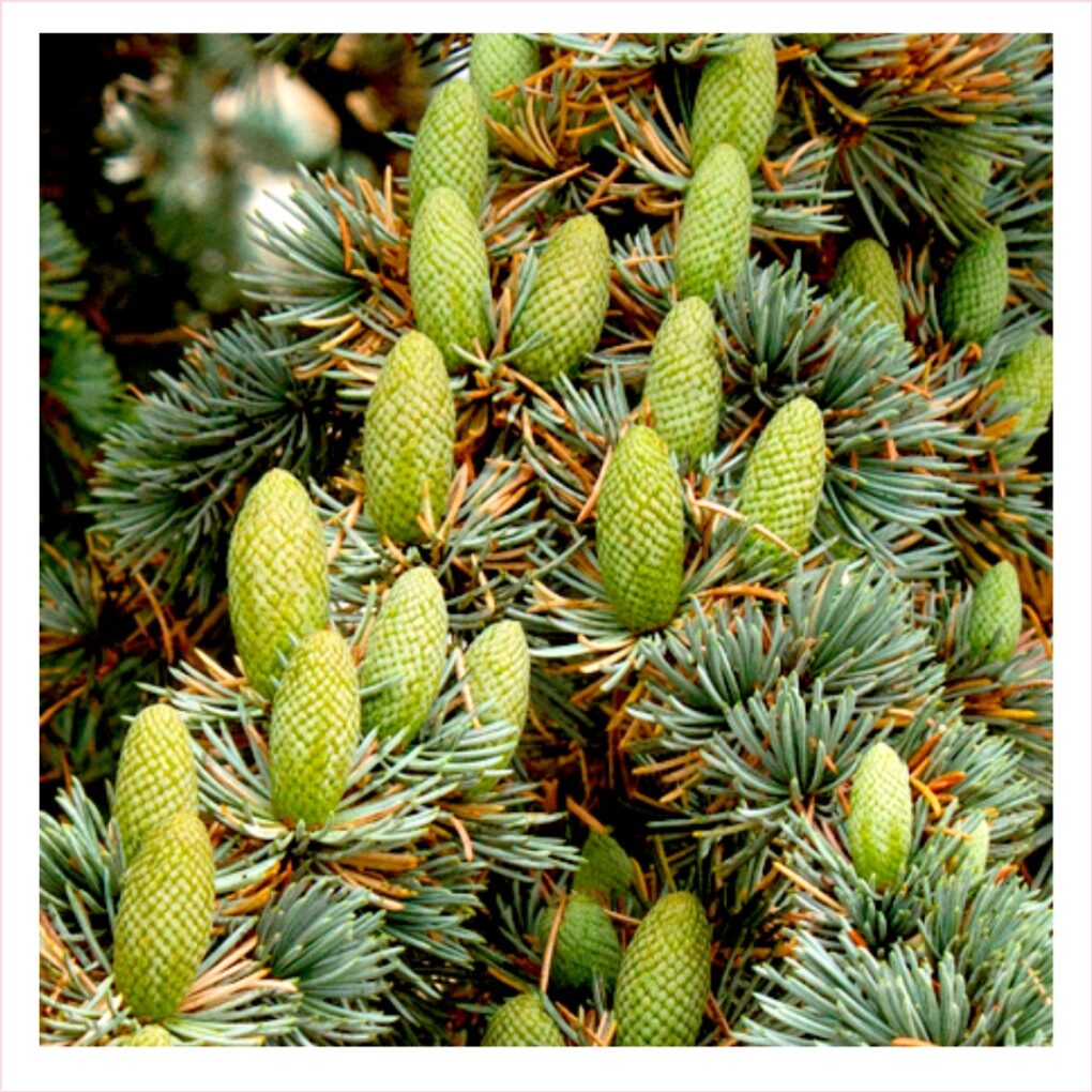 Atlas Cedar Oil