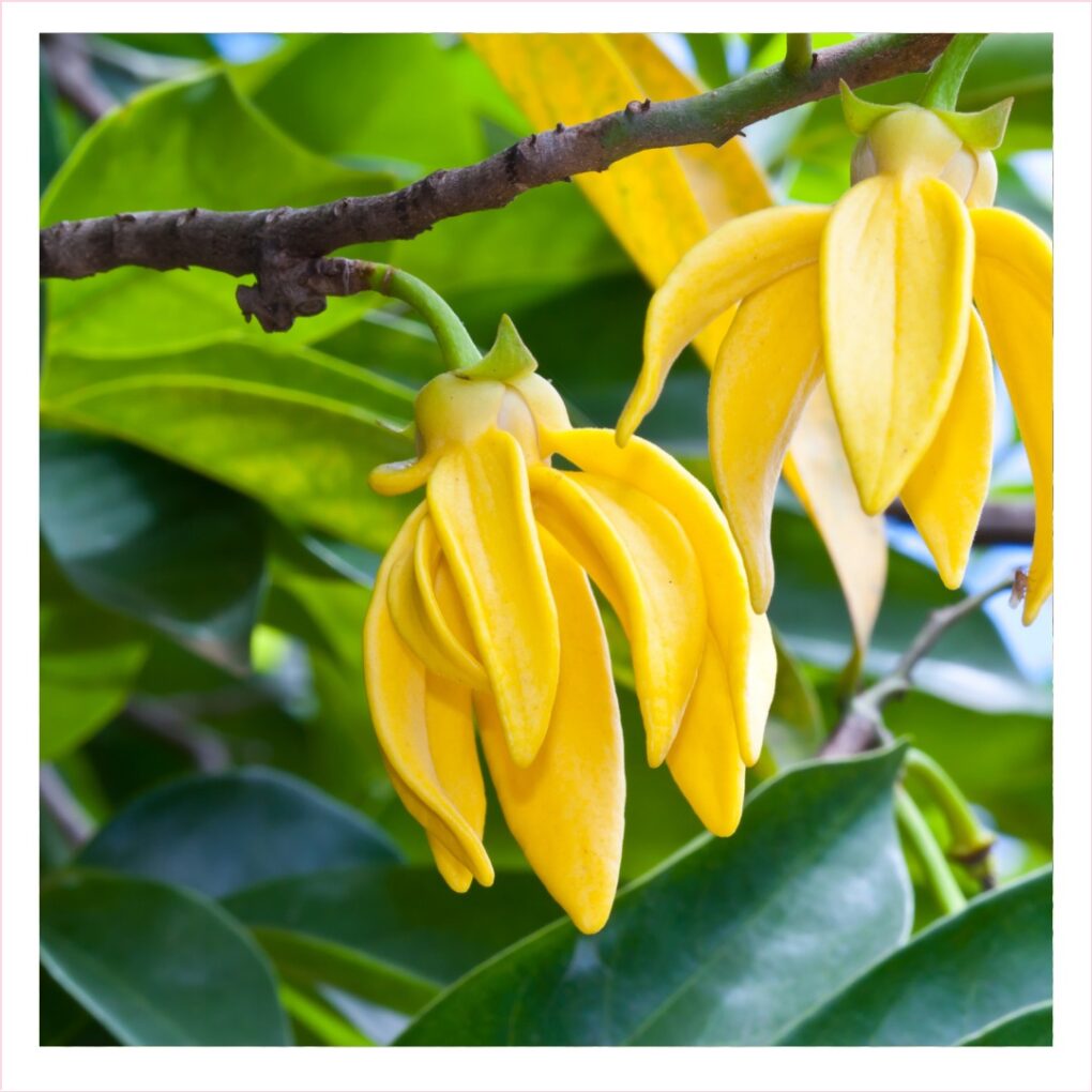 Ylang Ylang Oil